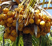 Cocus nucifera